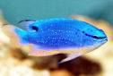 Click for more info on Fiji Blue Devil Damselfish