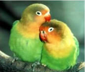 A pair of Fischer's Lovebirds