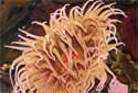 Click for more info on Fish Eating Anemone