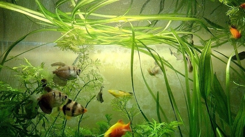 Fish_Aquarium_with_Vallisneria