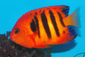 Flame Angelfish,Centropyge loriculus - Picture