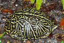 Click for more info on Florida Box Turtle