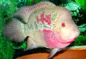 Click for more info on Flowerhorn Cichlid