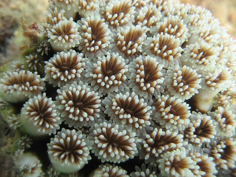 Flowerpot - Coral detail