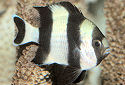 Click for more info on Four Stripe Damselfish