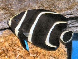 Picture of a juvenile French Angelfish