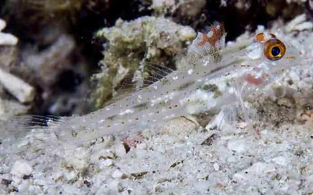 Cave Goby