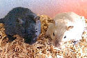 Click to learn about Gerbils