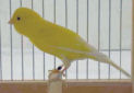Picture of a Roller Canary