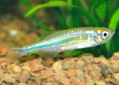 Click for more info on Giant Danio