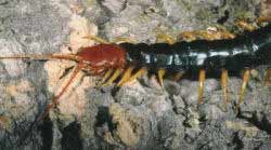 Giant Red-headed Centipede, Scolopendra h. castaneiceps