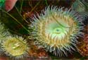 Click for more info on Giant Green Anemone