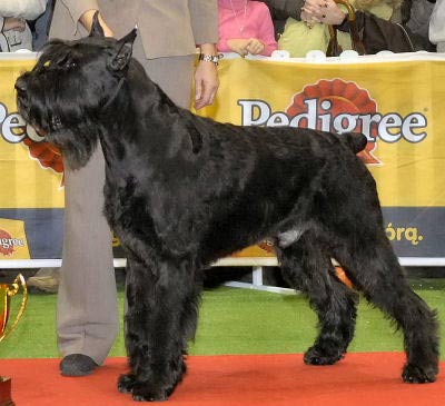 Giant Schnauzer picture, also called Riesenschnauzer, Munich Schnauzer and Russian Bear Schnauzer