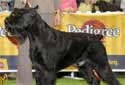 Click for more info on Giant Schnauzer