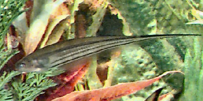 Glass Knifefish, Eigenmannia virescens, Green Knifefish, Transparent Knifefish