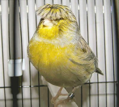 Picture of a Gloster Corona (crested) Canary
