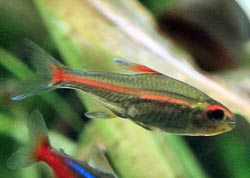 Picture of a Rummy-nose Tetra