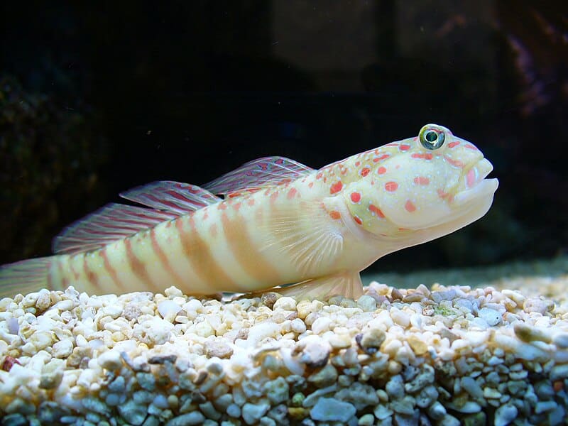 Pink-Spotted Shrimp Goby