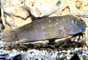 Click for more info on Plain Goby Cichlid