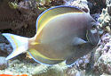 Click for more info on Gold-rimmed Tang