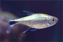 Click for more info on Golden Tetra