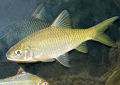 Click for more info on Golden Tinfoil Barb