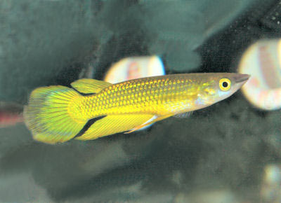 Golden Wonder Killifish, a color variety of the Striped Panchax, Aplocheilus lineatus