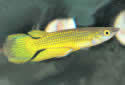 Click for more info on Striped Panchax