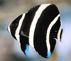 Picture of a juvenile Gray Angelfish