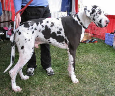Great Dane Picture, also called German Mastiff, Danish Hound, and Gentle Giant