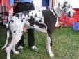 Click for more info on Great Dane