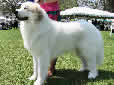 Click for more info on Great Pyrenees