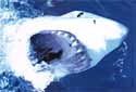 Click for more info on Great White Shark