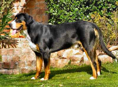 Greater Swiss Mountain Dog, also called Great Swiss Cattle Dog and Swissy