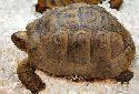 Click for more info on Greek Tortoise