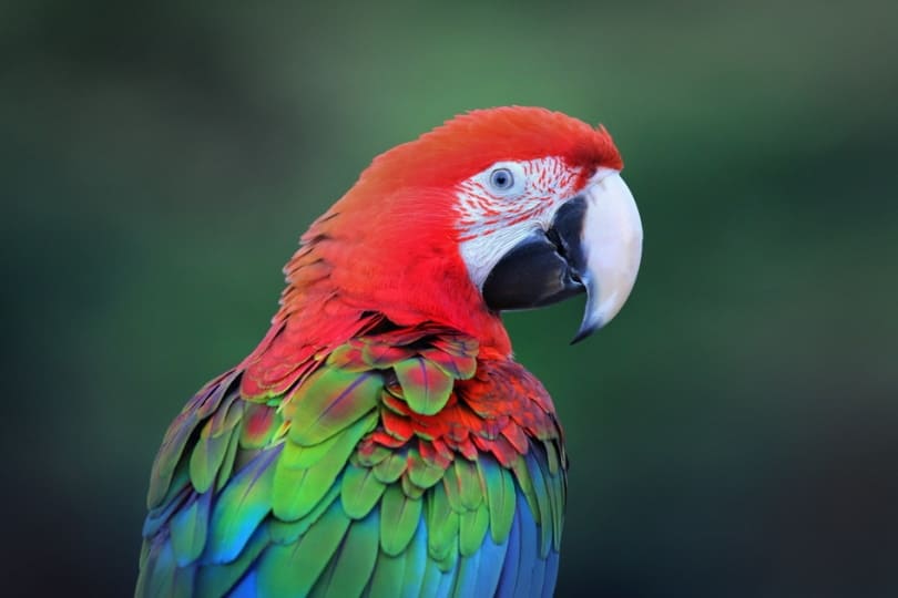 Green-winged macaw close up