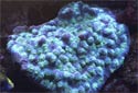 Click for more info on Green Eyed Cup Coral