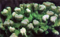 Click for more info on Green Stony Pillar Coral