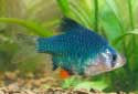 Click for more info on Green Tiger Barb