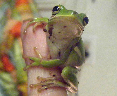 Green Tree Frog, Amphibian List of Species and Guides
