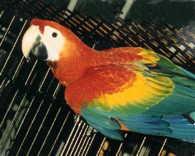 The Scarlet Macaw is a type of Large Macaw