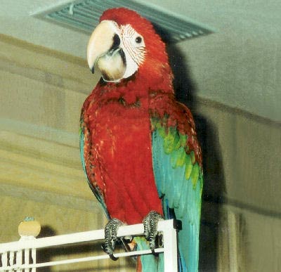 Green-winged Macaw, Ara chloroptera, Green Wing Macaw. Red and Green Macaw, Red and Blue Macaw, Crimson