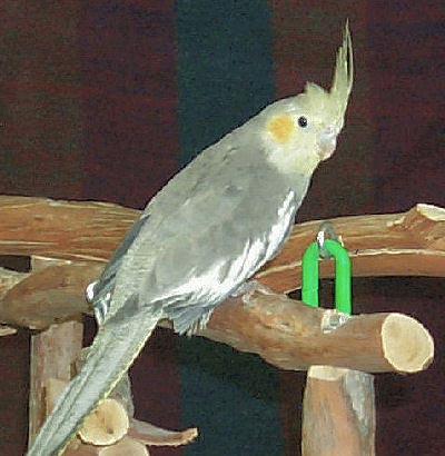 Grey Cockatiel female