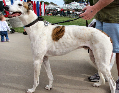 Greyhound or English Greyhound Picture