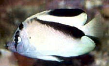 Griffis' Angelfish (Juvenile), Apolemichthys griffisi