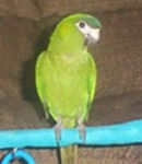 Picture of "Bella", and 8 month old Illiger's Macaw or Blue-winged Macaw