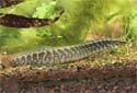 Click for more info on Half-banded Spiny Eel