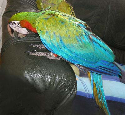 Harlequin Macaw with a Green-winged Macaw Father