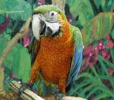Harlequin Macaw - with a Green-winged Macaw father
