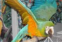 Click for more info on Harligold Macaw